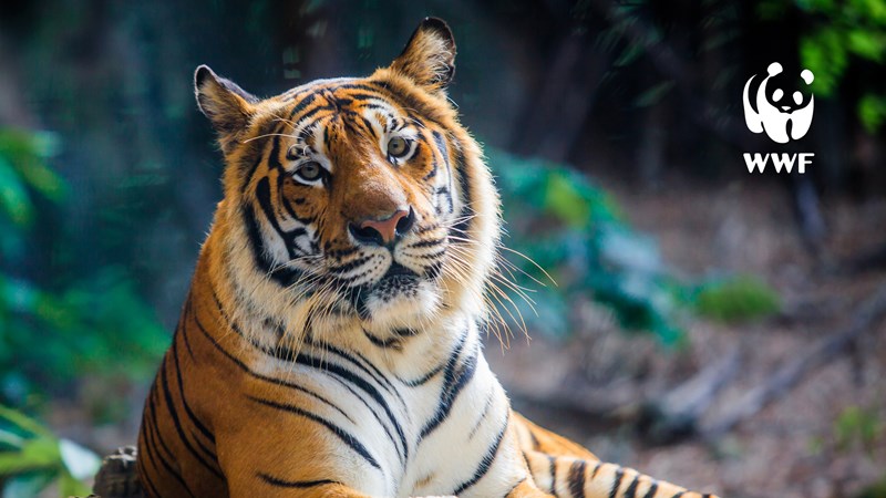 WPNC | WWF-The-tiger-who-came-to-tea